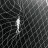 Abu_511
