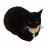 .the dingus cat.